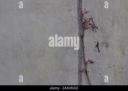 Dry berries of a grape ivy in front of a concrete wall, also called Parthenocissus tricuspidata, woodbine or boston ivy Stock Photo