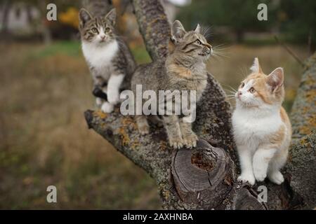 Three cute kittens sitting on a tree trunk. Lovely young cats walk in nature. Stock Photo
