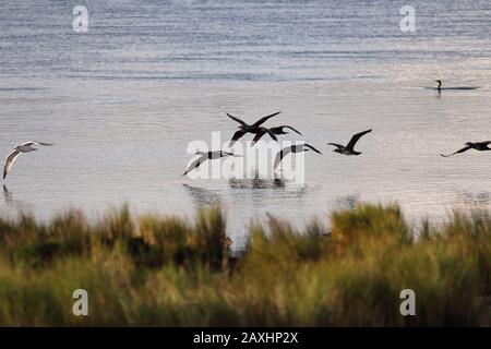 Backlit cormorants in flight over Douro river Stock Photo