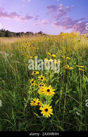 Vertical closeup shot of brown-eyed Susans in the meadow with the purple cloudy sky behind Stock Photo