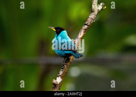 green honeycreeper in the cloud forest that covers the eastern slopes of the Andes near Zamora in Ecuador. Stock Photo