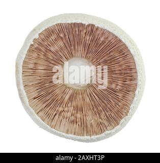 Agaricus arvensis commonly known as the horse mushroom. Stock Photo