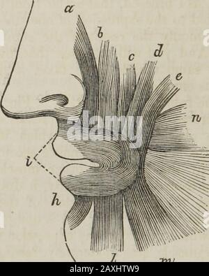 Human physiology : designed for colleges and the higher classes in schools and for general reading . tschief use is to masticate the food, it has some agency in. the expression of the countenance, in fixing the teeth firmlytogether, as in the expression of rage. There are three muscleswhich move the ear; 19, moving it upward; 17, forward;and 21, backward. These have but little power in man, butin some animals they move the ear considerably, and areprominent agents of expression. 336. In Fig. 131 the muscles about the mouth, which haveso much to do with the expression of the countenance, are ve Stock Photo