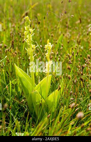 Fen orchid (Liparis loeselii var ovate) very rare orchid, Kenfig national nature reserve near Porthcawl, South Wales. Stock Photo