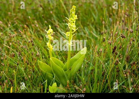 Fen orchid (Liparis loeselii var ovate) very rare orchid, Kenfig national nature reserve near Porthcawl, South Wales. Stock Photo