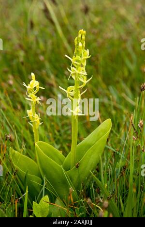 Fen orchid (Liparis loeselii var ovate) very rare orchid, Kenfig national nature reserve near Porthcawl, South Wales. Stock Photo