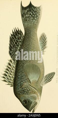 The food and game fishes of New York: . WMIIK PERCH. At the time of Dr. Mitchills writing the species was a favorite in New Yorkmarkets, and it is now one of the best known species although probably not rankingamong the choicest kinds. Thad. Norris was one of tiie most earnest supporters of the White Perch, andhas publisheil interesting observations concerning its habits. Comparatively little,however, is known about its life. It is an associate of the Striped Bass, and, accord-ing to Dr. Abbott, resembles this species in its feetling habits. It differs from theStriped H.iss in its teiulenc)- t Stock Photo