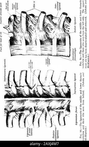 A manual of anatomy . .—The right temporo-mandib-ular articulation seen  from the outerside. {Sobotla anil McMurrich.) Fig. 87.—The right temporo- mandibu-lar articulation seen from the inner side.{Sobotta and McMurrich.)  lates with the demifacet of the two