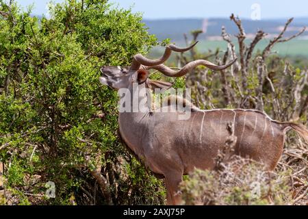 Male Kudu browsing in the Addo Elephant National Park, Eastern Cape, South Africa Stock Photo