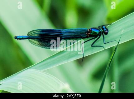 Mayfly On Leaf Stock Photo
