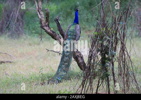 Peacock on a tree branch , India Stock Photo