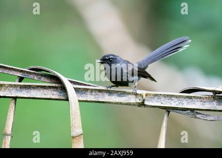 White-browed fantail, Rhipidura aureola, Lava, West Bengal, India Stock Photo