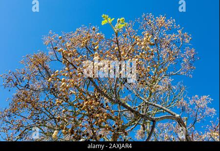 Deciduous tree against deep blue sky with only one branch showing green shoots of new springtime growth, dried fruit balls hang from other branches. Stock Photo