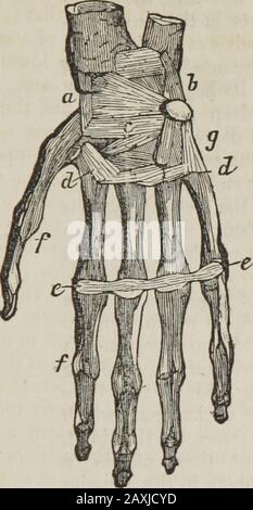 Human physiology : designed for colleges and the higher classes in schools and for general reading . of bones which are like the bonesof the fingers, r. The eight bones of the carpus are firmlypacked together, but they have a slight motion upon eachother, and this, together with the motion of the metarcarpalbones, makes the hand a more easy, light, and springy instru-ment than it would be, if these bones were all consolidated intoone. The metacarpal bones are the framework of the flat partof the hand, and to them are joined the first row of the bonesof the fingers. The metacarpal bone of the t Stock Photo