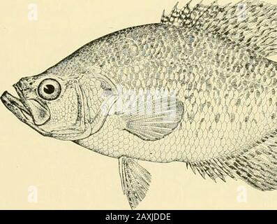 The food and game fishes of New York: . ht, Campbellite, Sac-a-lait, Bridge Perch, Strawberry Perch, Chinquapin Perch,Speckled Perch, Tin Perch, Goggle-eye, John Demon, Shad, White Croppie and Tim-ber Croppie. THE KOOli AND CAME FTSIIES OF NEW ^?()KK. 383 In the lower Mississippi Valley the Crappic is one of the most conmion fishes.It is abundant also in the Ohio Valley and occurs rarc!- in Lake Erie. The (3hio,Illinois and Mississippi Rivers are particularly noted for an afnindance of Crappies,and the fish is very plentiful in Lake Pontchartrain, La., where it is one of the mostluLjhh- prize Stock Photo