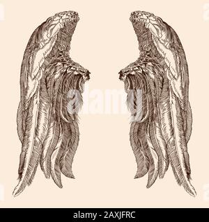 Two wings of an angel Stock Vector Image & Art - Alamy