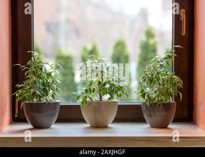 Composition of three decorative plants in pots on windowsill Stock Photo