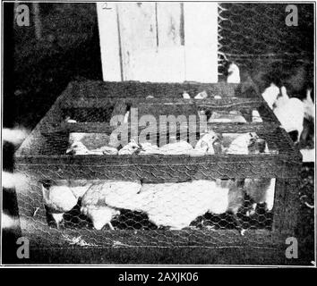 The call of the hen; or, The science of selecting and breeding poultry for egg-production . /2—Showing 2-inch wire panel placed diagonally across house holding2,000 hens. Panel frame and wire can be seen at left. This forces hens to go outat exit in the corner of house and they walk into the catching-crate on the outside ofthe exit.. Fig. 2—Showing hens in catching-crate. THE CALL OF THE HEN. 23 Stock Photo
