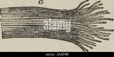 Human physiology : designed for colleges and the higher classes in schools and for general reading . Muscles made up of cells. Their contraction and relaxation. basement membrane, and upon these, as in the case of themucous coat of the alimentary canal, lie pavement cells. Thesecells, constituting the cuticle or scarf-skin, are much morenumerous than in the alimentary canal. There are manylayers of them. The outer cells dry by exposure to the air,and become scales. As these are rubbed off, the cells belowtake their places ; and there is a constant supply of fresh cellsfrom the basement membran Stock Photo