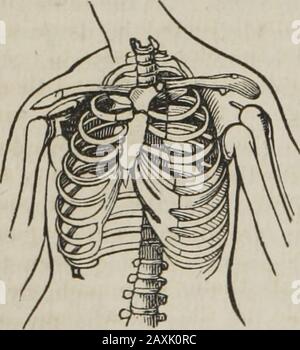 Human physiology : designed for colleges and the higher classes in schools and for general reading . of the form of a lady with an artificially small waist. In Fig.43 is represented the framework of the chest of its naturalsize, and as it is sometimes contracted by fashion. The Figures FIG. 43.. Stock Photo