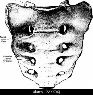 median sacral crest