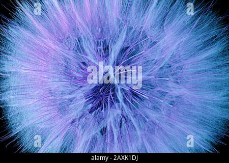 dandelion flower colored inblue on black background Stock Photo