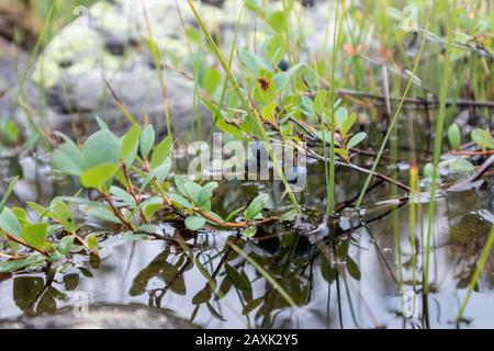 Wild blueberry berries in finnish forest. Food gathering. Natural ingredients. Nice close-up macro background Stock Photo