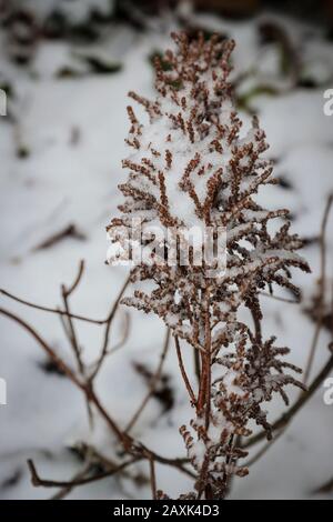 Astilbe x arendsii 'Bridal veil', boulevard, snowy, winter Stock Photo