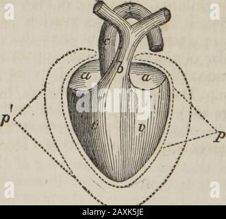 Dissected human heart Stock Photo - Alamy