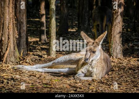 Australia, kangaroo Stock Photo