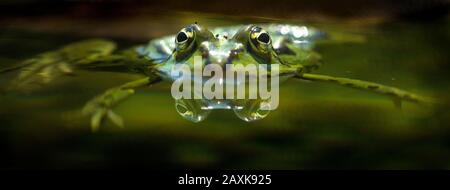 Wasserfrosch Stock Photo