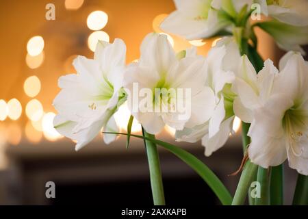 Amaryllis Santiago blooming indoors. White hippeastrum Santiago flowering inside a home