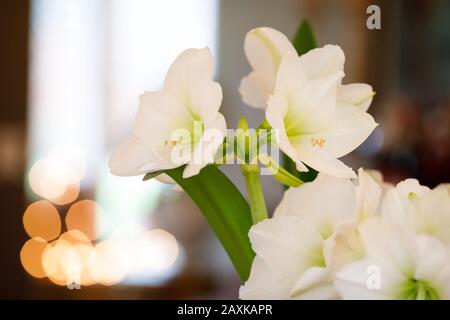 Amaryllis Santiago blooming indoors. White hippeastrum Santiago flowering inside a home