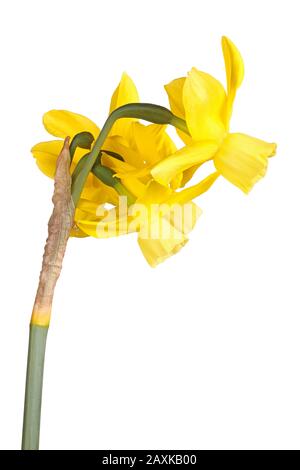 Side view of stem with four yellow flowers of a Narcissus triandrus daffodil hybrid cultivar isolated against a white background Stock Photo