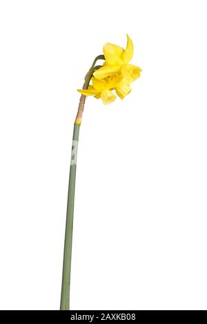 Side view of stem with four yellow flowers of a Narcissus triandrus daffodil hybrid cultivar isolated against a white background Stock Photo