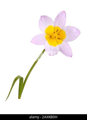 Single flower of the purplish-pink and yellow tulip cultivar Lilac Wonder (Tulipa saxatilis subspecies bakeri) isolated against a white background Stock Photo