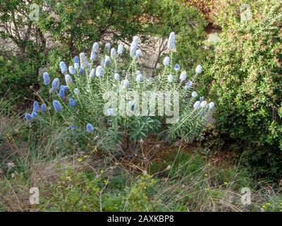 Pride of Madeira flowering bush in February, Funchal, Madeira, Portugal, European Union Stock Photo