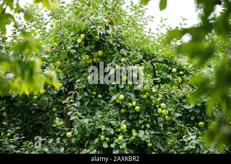 Apple Granny Smith variety ready to be harvested in the tree Stock Photo