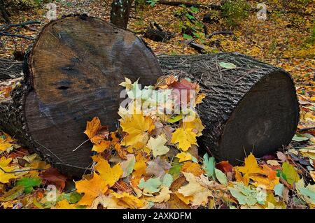 cross-section of a tree trunk after cut down of trees - deforestation Stock Photo