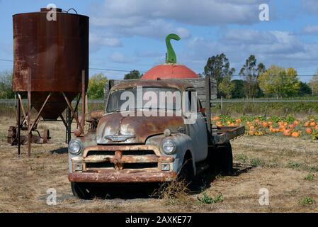 Old Chevrolet pickup truck and agricultural equipment on a pumpkin field in Sonoma County, California, USA Stock Photo