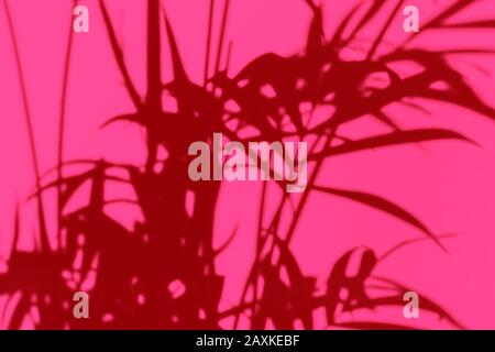 the abstract trendy monochrome shadows of plants on the wall, out of focus blur Stock Photo