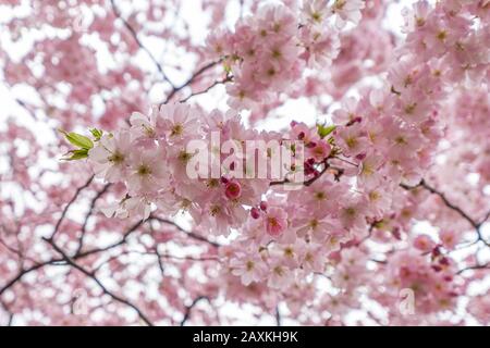 Vibrant pink cherry blossom in London, UK Stock Photo