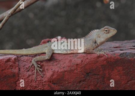Indian Chameleons close up shot sitting on red brick wall stock Image I Indian Lizard on red brick with beautiful skin texture and design stock Image Stock Photo