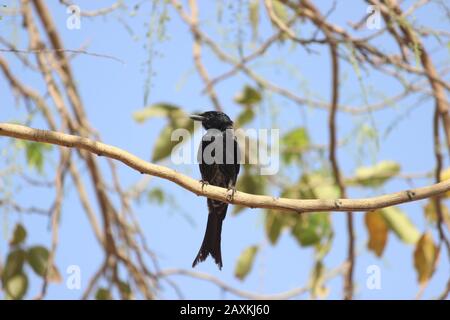 Black Drongo Bird sitting on a small tree branch and looking side stock Image I Beautiful small black bird sitting on tree branch and looking Stock Photo