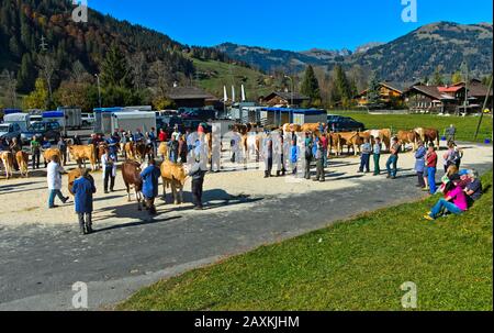 Livestock show of the cattle breeding cooperative Lauenen, canton of Bern, Switzerland Stock Photo