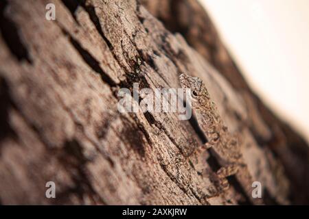 Eublepharis macularius, a common geko in Dominican Republic 2 Stock Photo