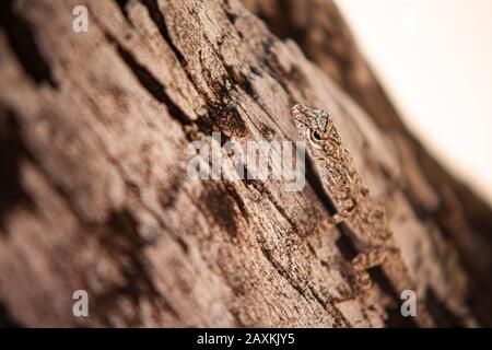 Eublepharis macularius, a common geko in Dominican Republic. Stock Photo