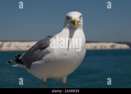 Seagull at White Cliffs of Dover Stock Photo