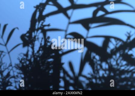 the abstract trendy monochrome shadows of plants on the wall, out of focus blur Stock Photo