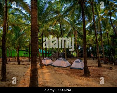 Bright tents surrounded by coconut trees for trekkers for camping near sea shore in Malvan, India Stock Photo